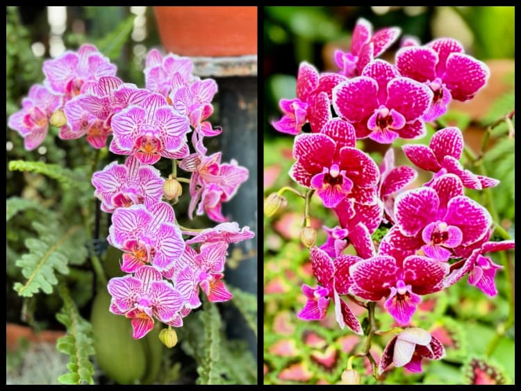 biltmore-my-home-and-travels orchid pair