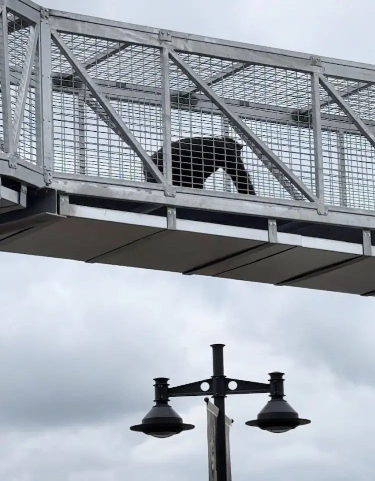 indianapolis zoo chimps my home and travels trail above walkway