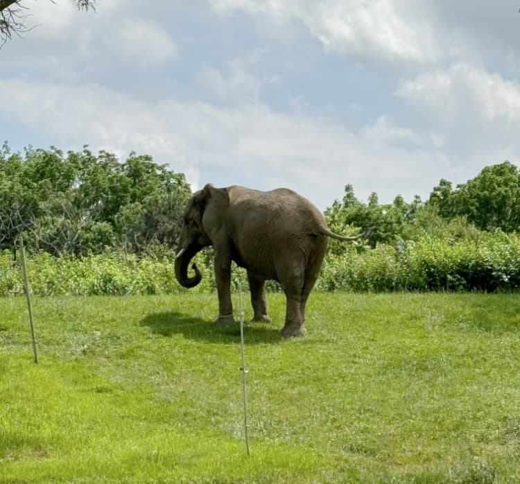 indianapolis-zoo-chimps-my-home-and-travels elephant