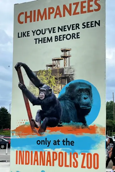 indianapolis zoo chimps my home and travels feature image