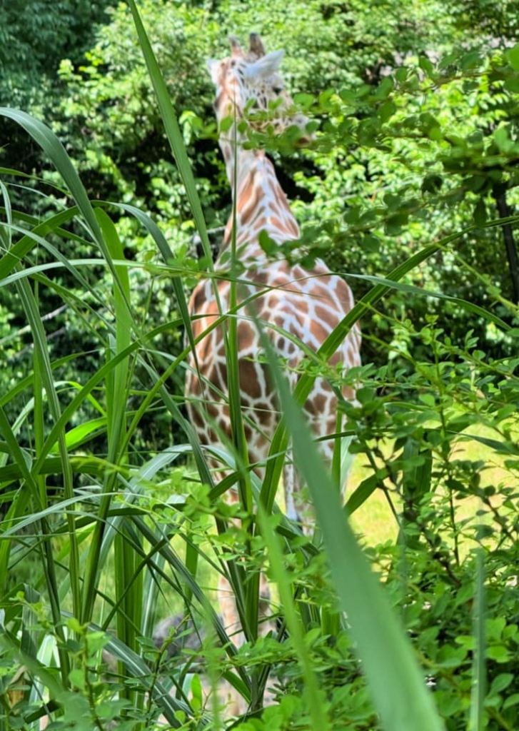 indianapolis-zoo-chimps-my-home-and-travels giraffe