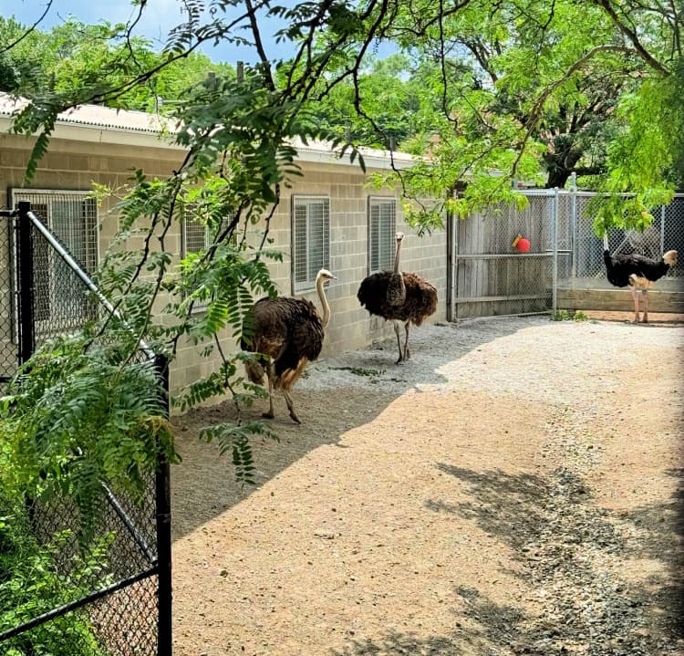 indianapolis-zoo-chimps-my-home-and-travels zoo animals ostrich