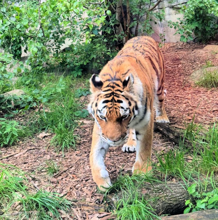 indianapolis-zoo-chimps-my-home-and-travels tiger