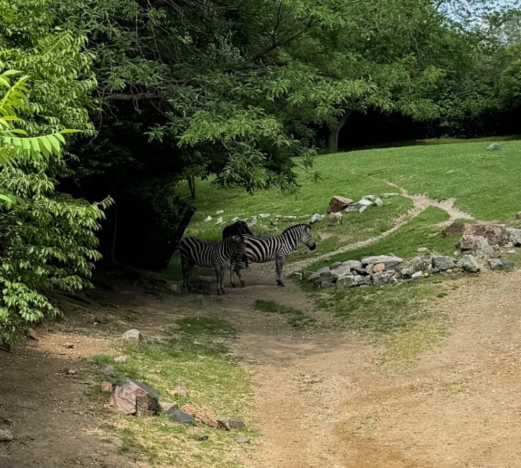 indianapolis-zoo-chimps-my-home-and-travels zebra