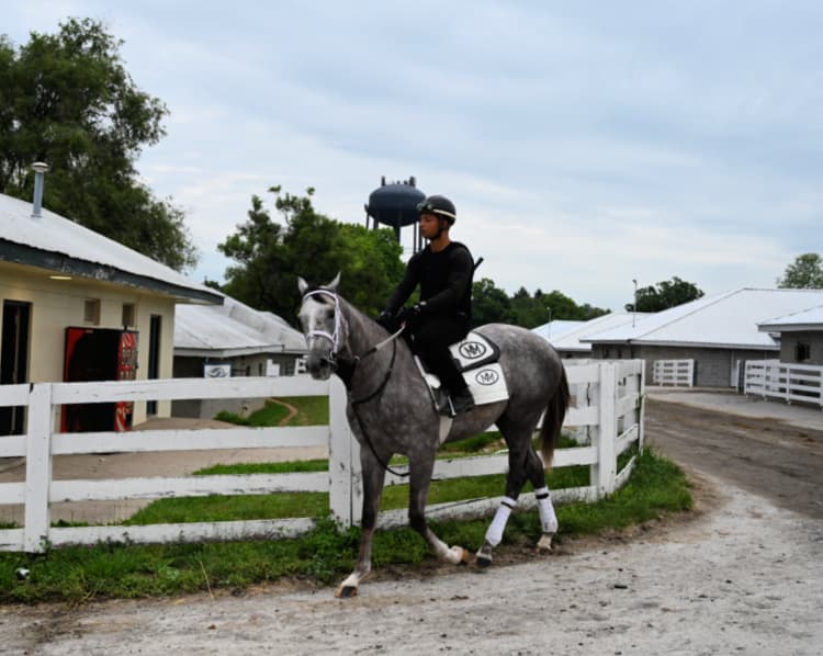 keeneland-race-track-workouts-my-home-and-travels-gray horse