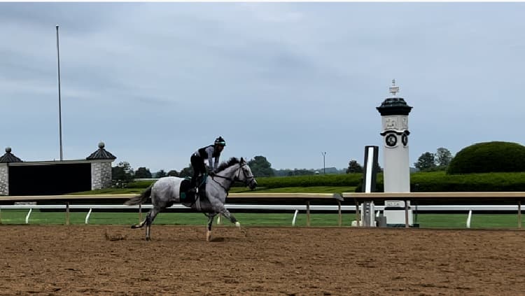 keeneland-race-track-workouts-my-home-and-travels- gray horse