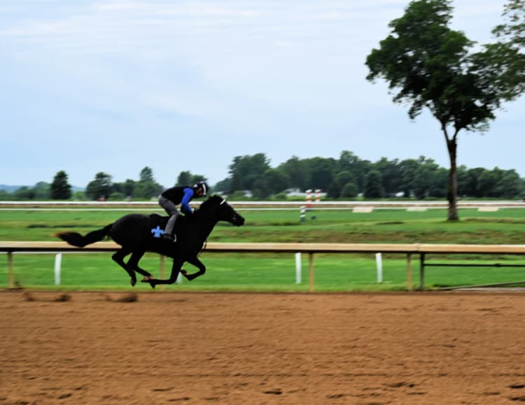 keeneland-race-track-workouts-my-home-and-travels--horse on track