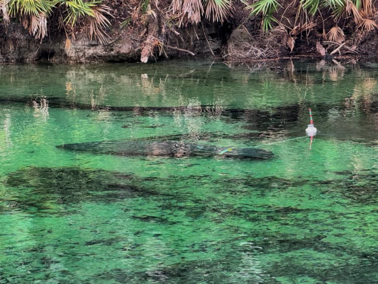 blue-spring-state-park-my-home-and-travel manatee 