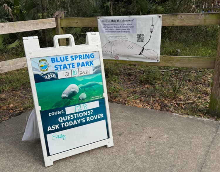 blue-spring-state-park-my-home-and-travel manatee count