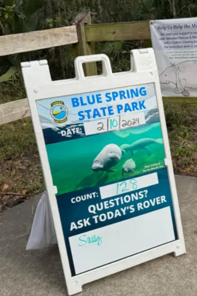 blue spring state park manatee count my home and travels