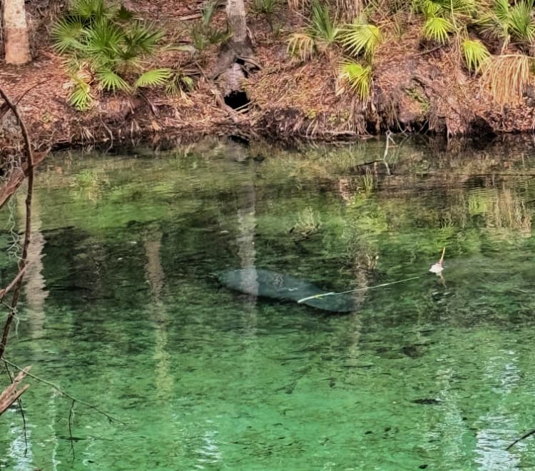 blue-spring-state-park-my-home-and-travel manatee with tracker