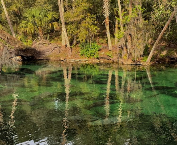 blue-spring-state-park-my-home-and-travel manatee in groups