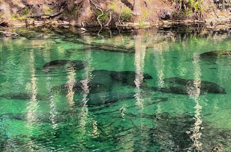 blue-spring-state-park-my-home-and-travel manatees