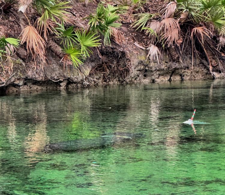 blue-spring-state-park-my-home-and-travel manatee inn water