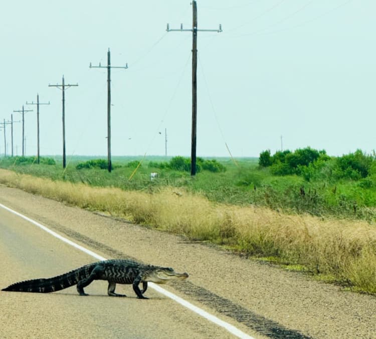 port arthur my home and travels seeing a gator