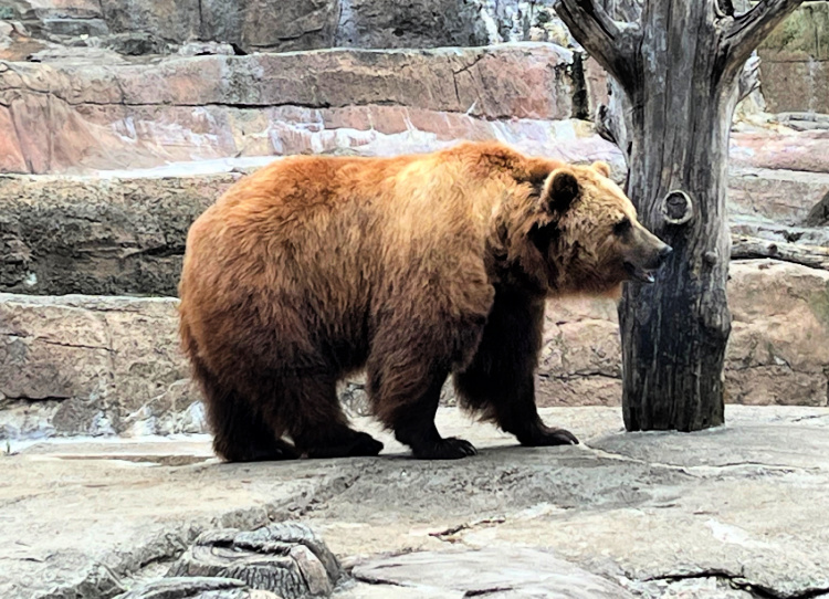 indianapolis-zoo-chimps-my-home-and-travels bear