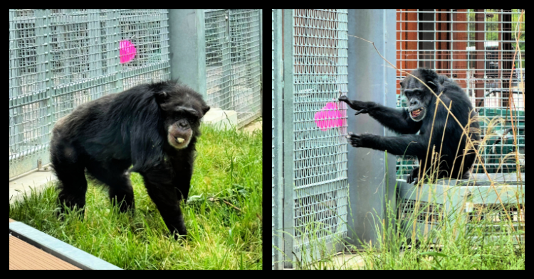 indianapolis zoo chimps my home and travels chimp collage