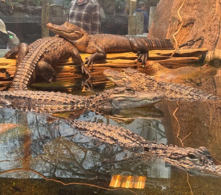  deep-dive-tour-tennessee-aquarium-my-home-and-travels-alligators
