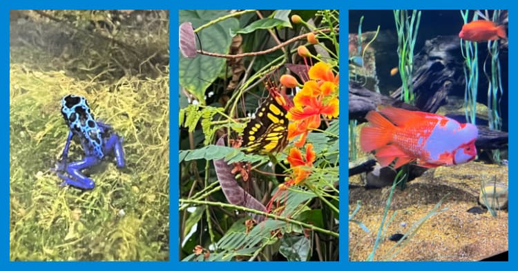 deep-dive-tour-tennessee-aquarium-my-home-and-travels all the corlorful things