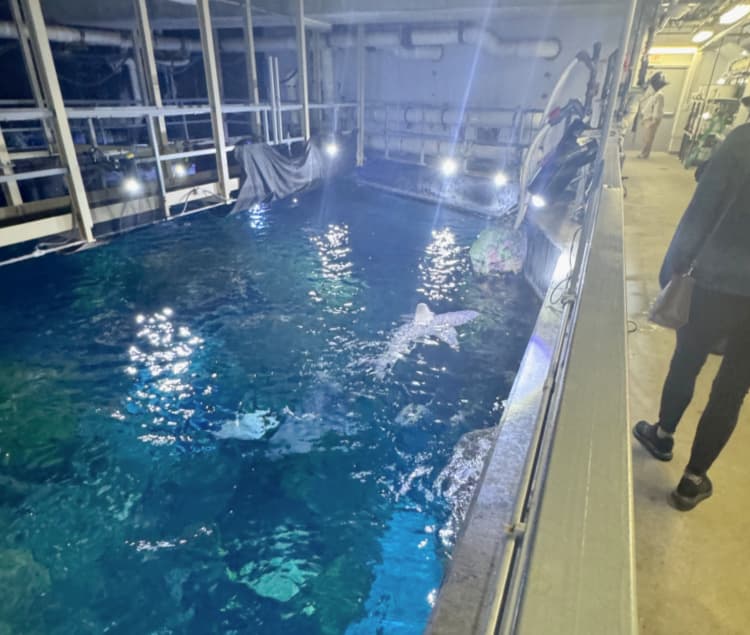 deep-dive-tour-tennessee-aquarium-my-home-and-travels feeding