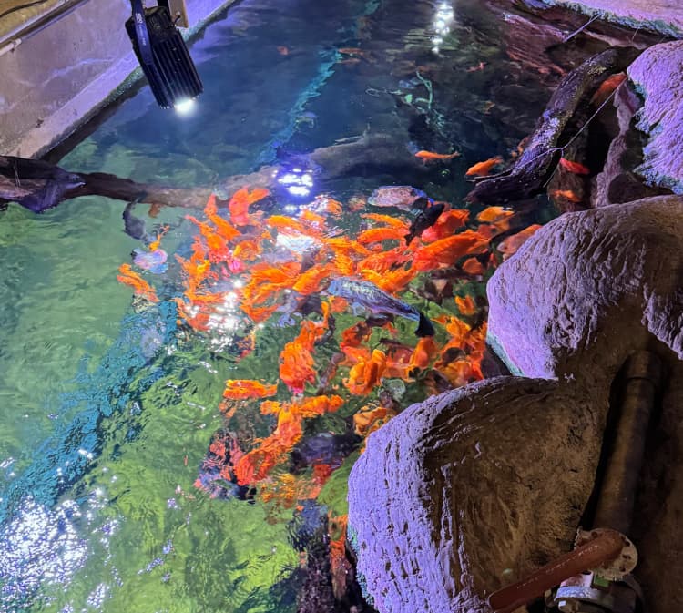  deep-dive-tour-tennessee-aquarium-my-home-and-travels-feeding-fish