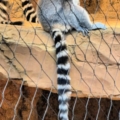 deep dive tour my home and travels feature image lemur