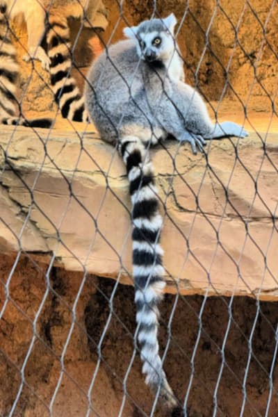 deep dive tour my home and travels feature image lemur