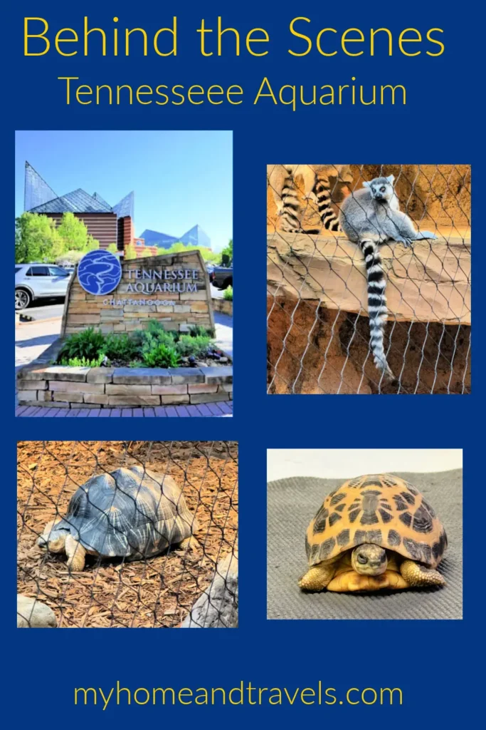 deep-dive-tour-tennessee-aquarium-my-home-and-travels-pinterest-image