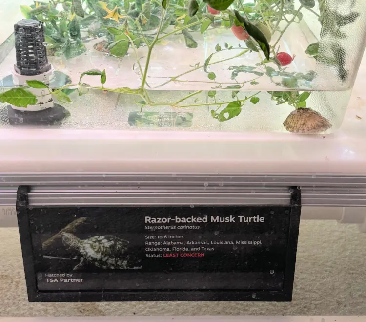 deep-dive-tour-tennessee-aquarium-my-home-and-travels razorback turtle