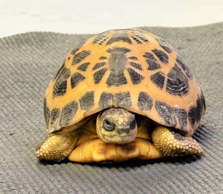 deep-dive-tour-tennessee-aquarium-my-home-and-travels striped tortoise